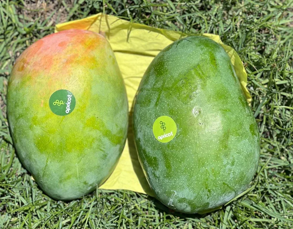 Keitt Mango grown in Egypt for wholesale export