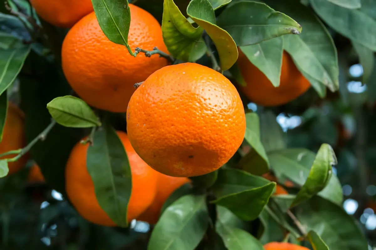 Mandarins grown in Egypt for wholesale export