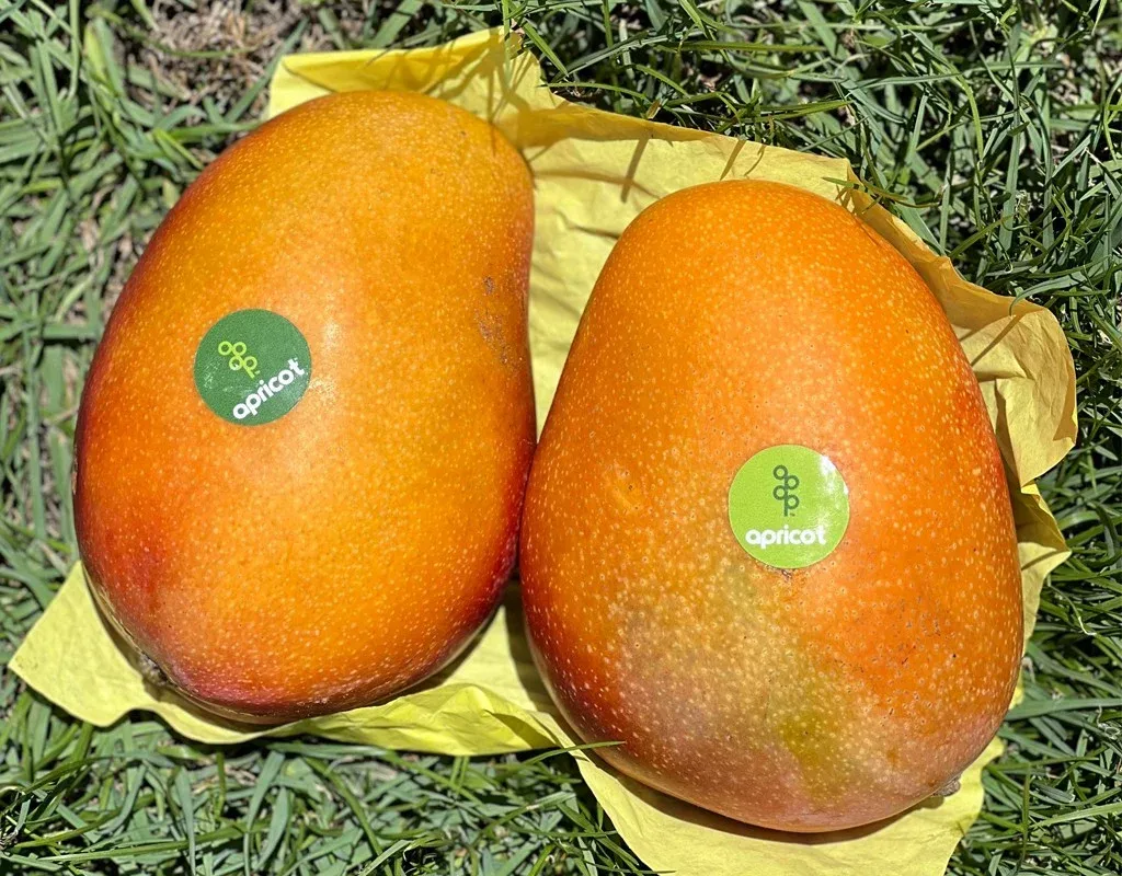 Naomi Mango grown in Egypt for wholesale export