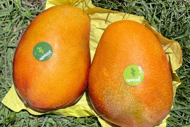 Naomi — Egyptian Mangoes for export