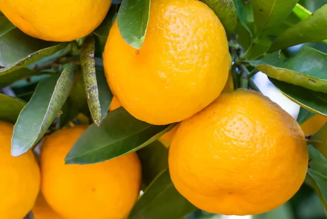 Navel Orange — Egyptian Oranges for export