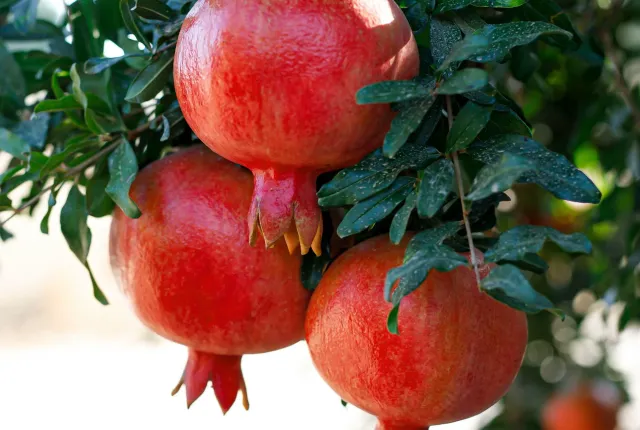 Pomegranates — Egyptian Pomegranates for export
