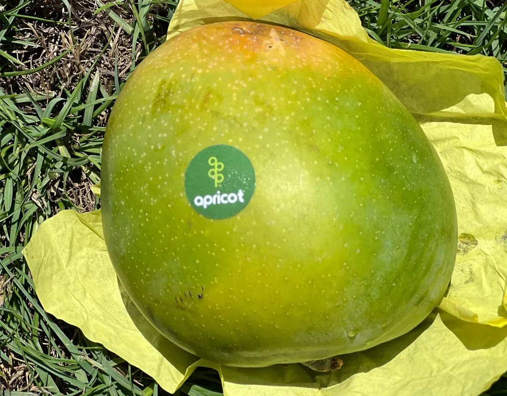 R2E2 Mango grown in Egypt for wholesale export