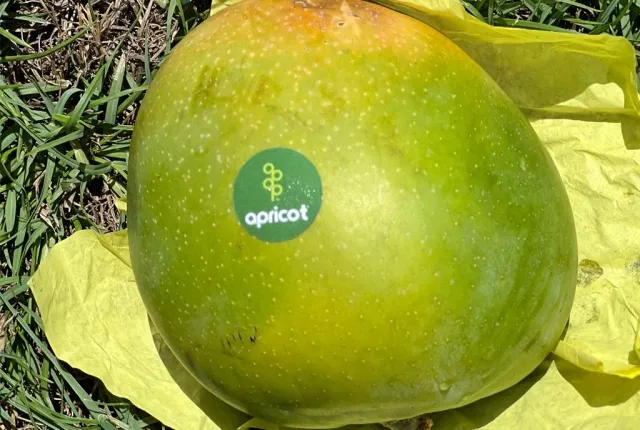 R2E2 — Egyptian Mangoes for export
