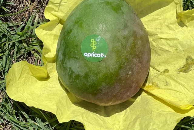 Sen Sheesha — Egyptian Mangoes for export