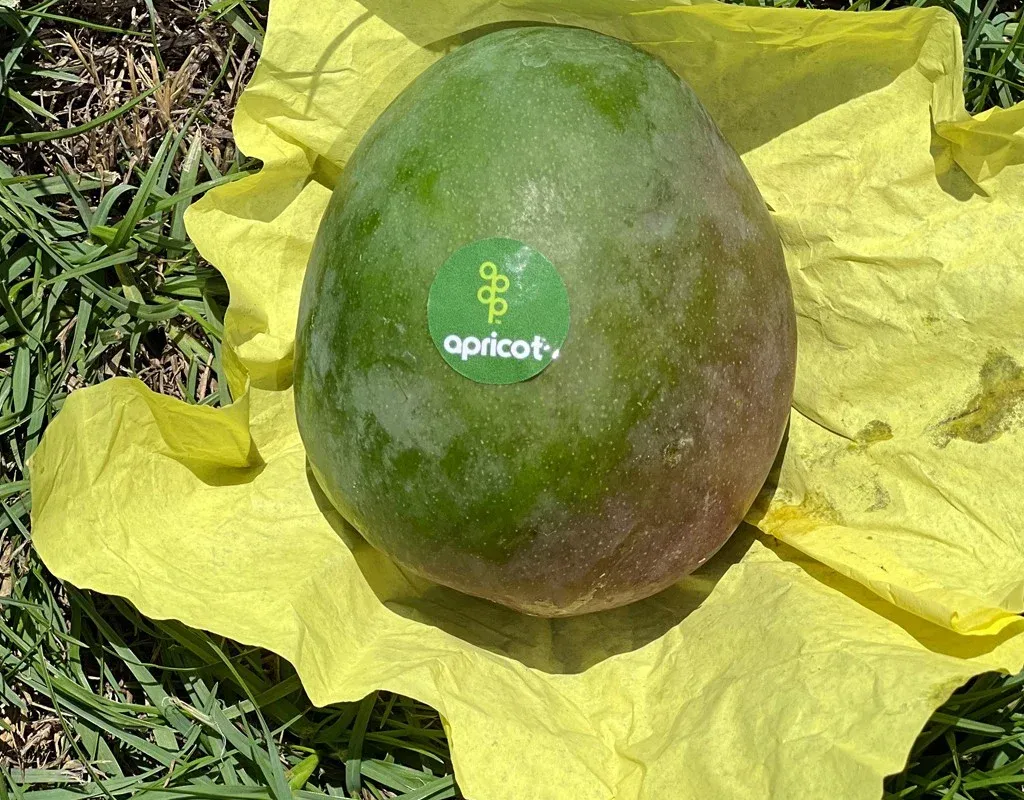 Sen Sheesha Mango grown in Egypt for wholesale export
