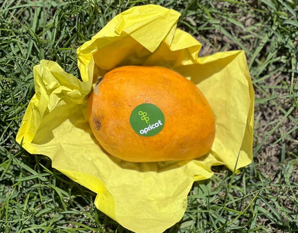Sokkary Mango grown in Egypt for wholesale export
