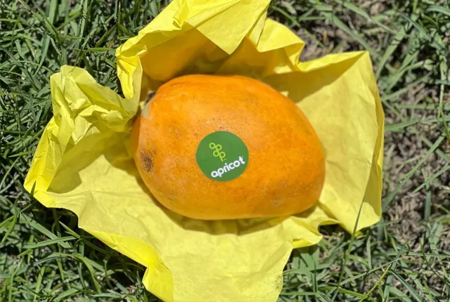 Sokkary — Egyptian Mangoes for export