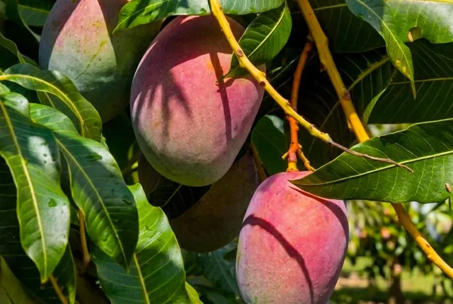 Tommy Atkins — Egyptian Mangoes for export