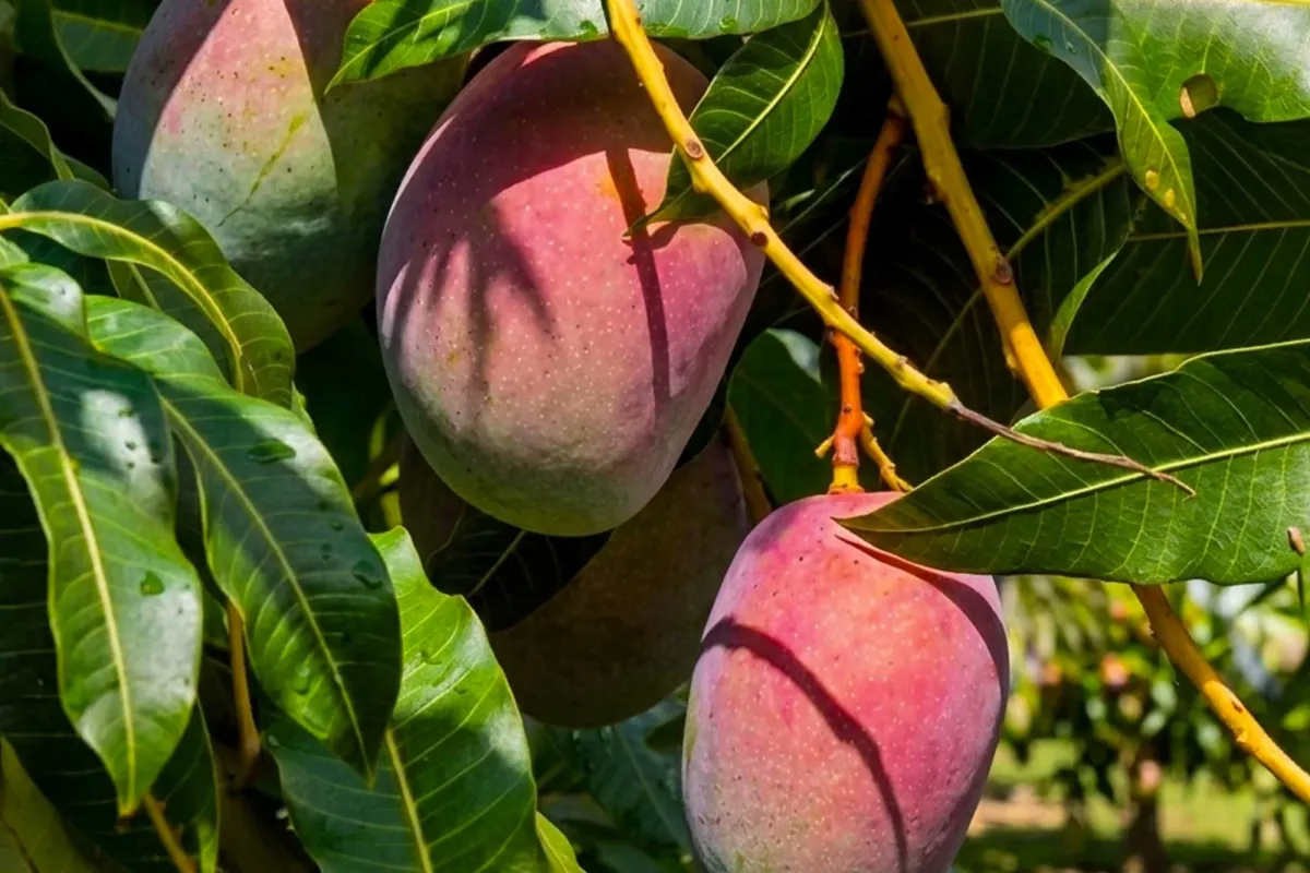 Tommy Atkins Mango grown in Egypt for wholesale export