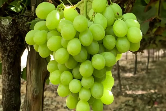 White Seedless — Egyptian Grapes for export