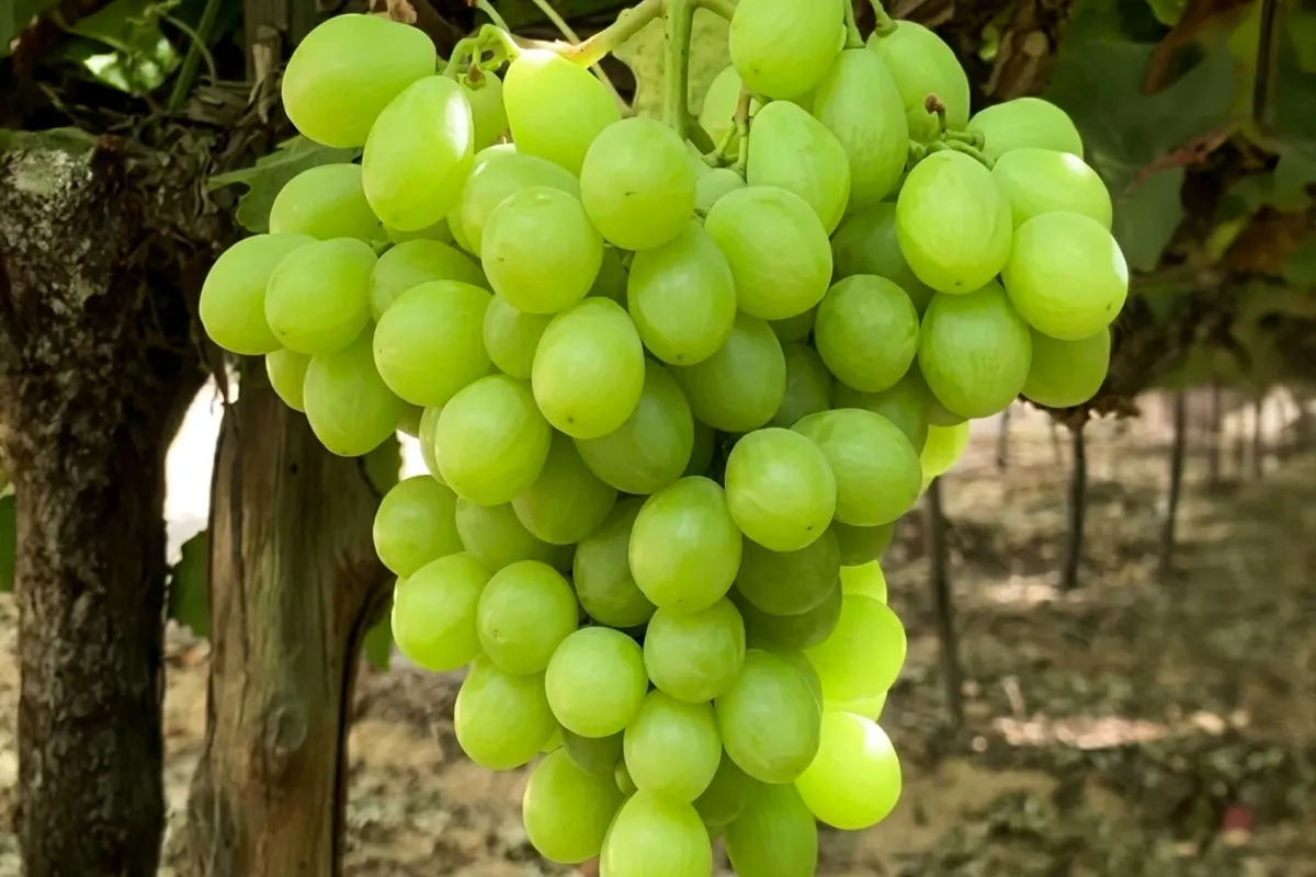 White Seedless grown in Egypt for wholesale export