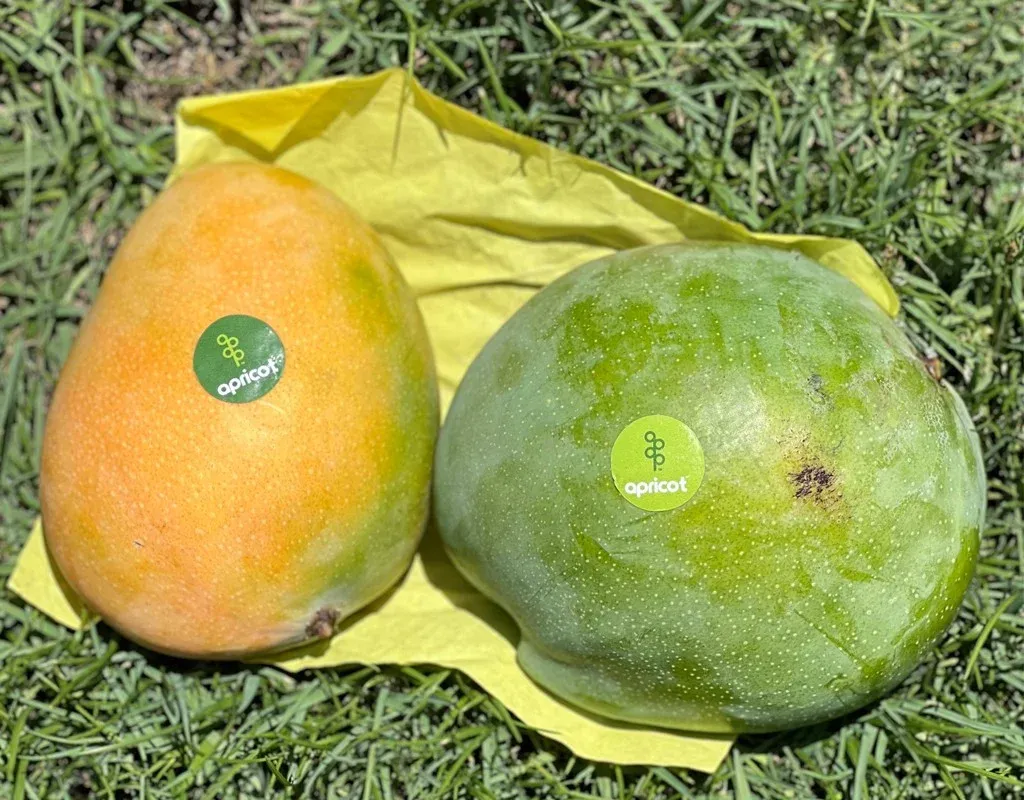 Yasmina Mango grown in Egypt for wholesale export