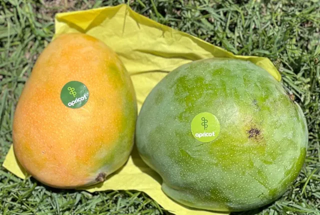Yasmina — Egyptian Mangoes for export