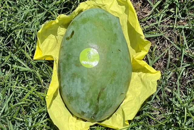 Zebda — Egyptian Mangoes for export