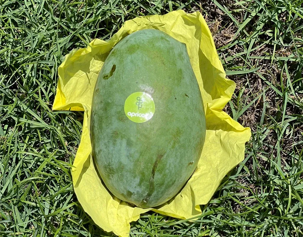 Zebda Mango grown in Egypt for wholesale export